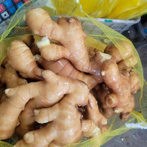 Wholesale Chinese Organic <b>Fresh</b> <b>Ginger</b> High-quality Young <b>Ginger</b> From China Cold Storage - Product Image 6