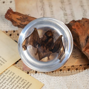Venta Caliente de Artesanías de Resina, Decoración de Taxidermia de Murciélago, Especímenes de Animales Reales en Resina, Adornos para el Hogar, Regalos Únicos para Entusiastas de la Biología - Product Image 5