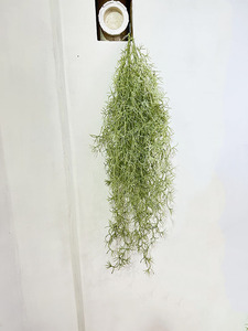 <span class=keywords><strong>GM</strong></span> Live musgo español interior falso colgante suculentas vides artificiales falsas con maceta de decoración verde para arbustos plantas de interior - Product Image 2