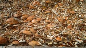 VENTA CALIENTE CÁSCARA DE CANGREJO SECA-ALTA CANTIDAD-PARA ARTESANÍA O ALIMENTACIÓN ANIMAL HECHA EN VIETNAM PARA EXPORTAR - Product Image 3