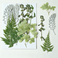 Ensemble de fleurs pressées naturelles, couleur naturelle, préservées, avec des types variés pour le scrapbooking, cadre photo, art floral pressé