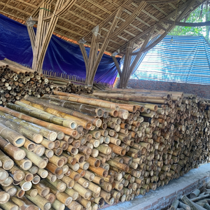 เสาไม้ไผ่ทนทาน ยาว 21 เมตร เส้นผ่านศูนย์กลาง 2.1 เมตร ผลิตในเวียดนาม สำหรับการเกษตรอินทรีย์และการชลประทาน - Product Image 1