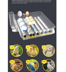 Incubateur d'œufs entièrement automatique à taux d'éclosion élevé (48-288 œufs) avec retournement automatique et remplissage externe pour économie d'énergie - Product Image 5