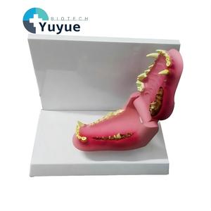 Veteriner Ağız Anatomisi Öğretimi için Diş Hastalığı Patolojisi içeren Köpek Çene Modeli - Product Image 1