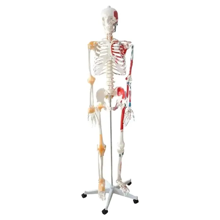 FRT002教育リソース等身大180cm半筋肉と半靭帯で印刷された本物の人間の骨格