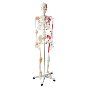 Recursos de enseñanza FRT002 Tamaño real 180cm Impreso a mano con medio músculo y medio ligamento Esqueleto humano real dibujado - Product Image 1