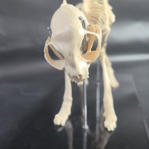 Modelo de Hueso de Gato para Demostración Médica <span class=keywords><strong>Veterinaria</strong></span>, Modelo de Esqueleto Felino de Material PVC - Product Image 3