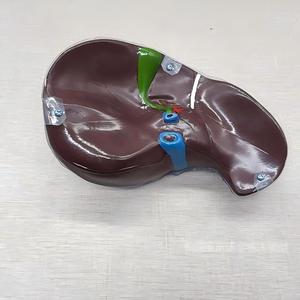 Modèle d'enseignement anatomique du segment du foie humain transparent - Outil éducatif en hépatologie - Product Image 5