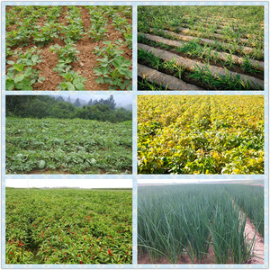 Haloxyfop-P-Methyl 28% ME <span class=keywords><strong>Herbicida</strong></span> Agrícola <span class=keywords><strong>Selectivo</strong></span> para Malezas Anuales de Raíz y Hoja en Campos de Patatas y Soja - Product Image 2