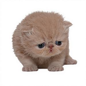 ยาบำรุงสัตว์เลี้ยงชนิดน้ำสำหรับแมว ฟิพ แบบขวดและแบบเม็ด - Product Image 2