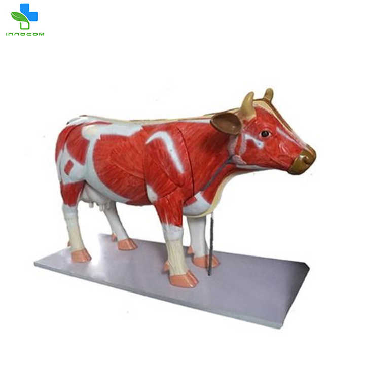 Cow model
