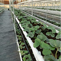 Film de paillage agricole noir et blanc réfléchissant, occultant et imperméable pour fraises, en plastique moulé par soufflage, découpe sur mesure