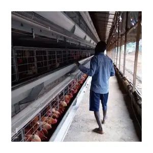 Fashion Automatic Poultry Farm Equipments With Good Quality