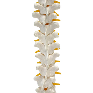 Vertèbre thoracique et nerfs spinaux modèle ZM1022 Taille naturelle - Product Image 5