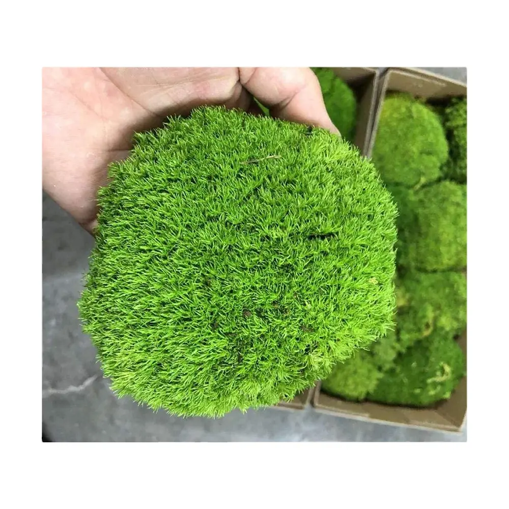 Letzte 5 Jahre Grüne Wand Real Natural Stabil ized Leucobryum Glaucum Konserviertes Brötchen Kissen Kissen Pole Moss
