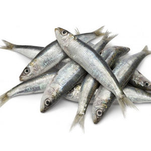 <span class=keywords><strong>Sardinas</strong></span> BQF al por Mayor, <span class=keywords><strong>Precio</strong></span> <span class=keywords><strong>de</strong></span> Mayoreo, Mariscos, <span class=keywords><strong>Sardinas</strong></span> Congeladas Enteras, Exportadores y Proveedores - Product Image 1