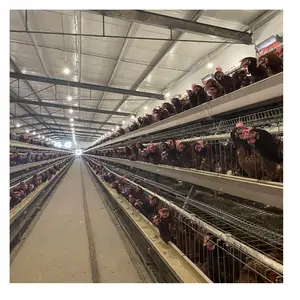 Poultry Farm Animal Cages Chicken Hens Breeding Laying Cage Equipment Egg Layer Automatic For Sales Battery Layer Chicken Cage