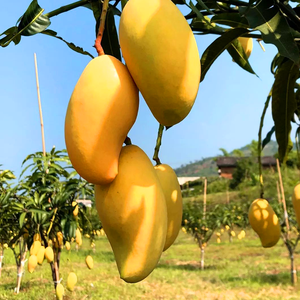 GMP-080 bon prix de 100% de <span class=keywords><strong>mangue</strong></span> séchée naturelle séchée aux fruits - Product Image 4