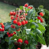 Graines de tomates cerises