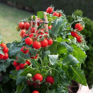 <span class=keywords><strong>Semi</strong></span> di Pomodorini - Product Image 2