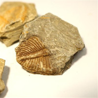 Spécimens fossiles de queue de trilobite naturelle Collection d'art en pierre d'enseignement scientifique pour objets décoratifs et décoration de cadeaux