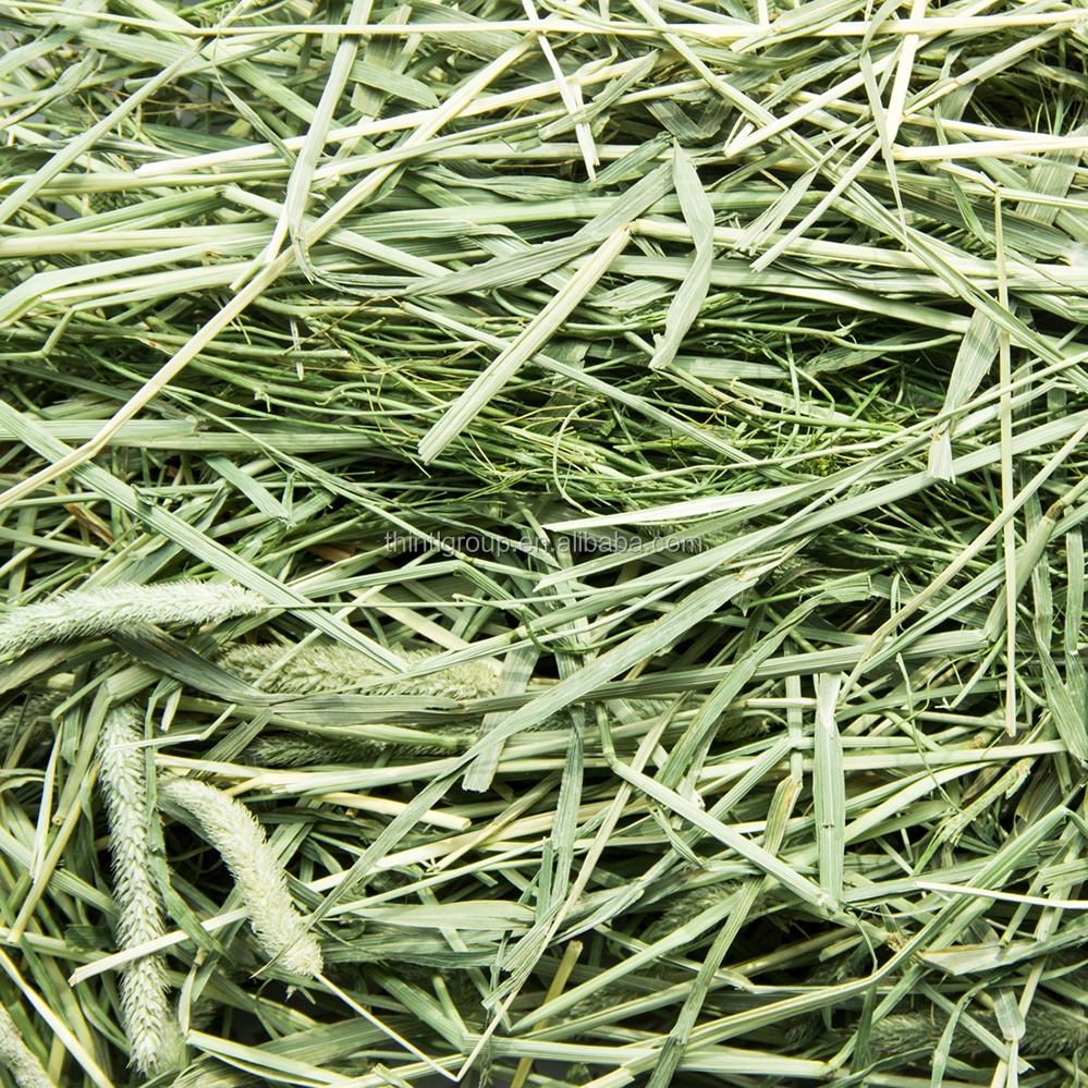 Quality Alfalfa Hay Lucerne Alfalfa Hay for Animal Feed