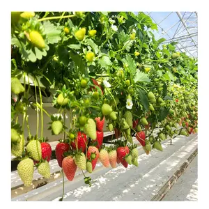 Invernadero comercial multifuncional <span class=keywords><strong>de</strong></span> plástico para agricultura, túnel multiusos <span class=keywords><strong>de</strong></span> plástico hidropónico <span class=keywords><strong>de</strong></span> <span class=keywords><strong>fresa</strong></span>, gran tamaño - Product Image 1