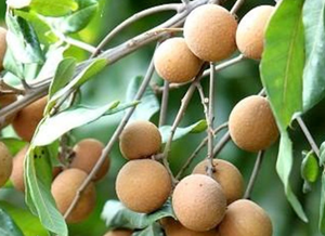 Long Yan Rou 1KG Venta al por Mayor en Línea Pulpa de <span class=keywords><strong>Fruta</strong></span> de Longan Deshidratada, Descascarillada y Sin Semillas - Product Image 4
