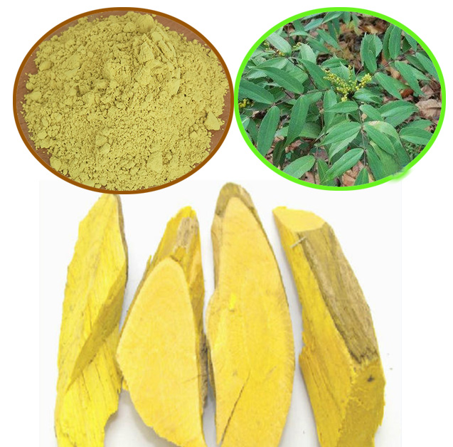hot sell Cortex Phellodendri Chinensis Extract Coptis Chinensis extract  Berberine