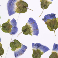 Pétales de fleurs du matin en résine, fleurs naturelles pressées, écologiques, pour bricolage