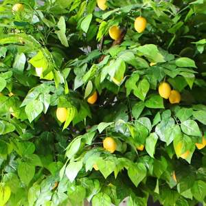 Árbol de Limón Artificial Grande de Alta Calidad de 280 cm/9 pies, Material de Fibra de Vidrio para Uso en Interiores y Exteriores, Venta al por Mayor de Fábrica - Product Image 3