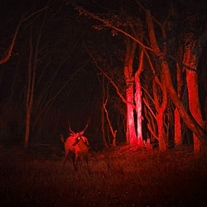 Lampe torche LED à lumière rouge OEM SK68 620nm Mini lampe torche rouge zoomable pour la chasse d'observation nocturne (AA/14500) - Product Image 5