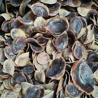 Nacre naturelle coquille de mer polie fournisseur coquille de perle naturelle coquille d'huître nacre coquille d'ormeau
