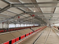 Système de cages automatiques pour l'élevage de poulets de chair et de poules pondeuses, équipement d'élevage de volailles et d'équipement d'élevage de poulettes
