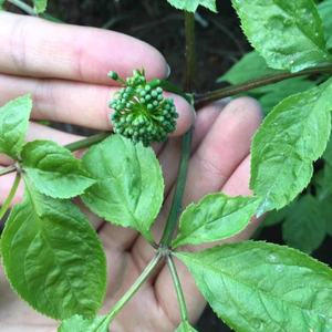 Atacado Granel Seco <span class=keywords><strong>Ginseng</strong></span> Flor Chá Alta Qualidade Seco Panax <span class=keywords><strong>Ginseng</strong></span> Flor Aceitar OEM - Product Image 6