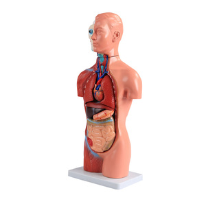 ADA-A1047 42cm modèle de torse anatomique 18 parties <span class=keywords><strong>asexué</strong></span> PVC plastique Silicone modèle de formation en sciences médicales pour l'école de médecine - Product Image 1