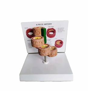 Медицинская модель анатомии человека: эволюция сосудов, склеротическая анатомия, модель четырех сосудов для обучения медсестер, высокое качество - Product Image 4
