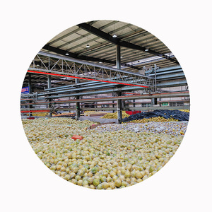 Exportateur <span class=keywords><strong>chinois</strong></span> de pomelo de miel | Installation certifiée HACCP et ISO - Product Image 6