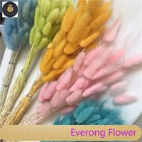 H05307 bunga Lagurus Ovatus kering, ekor kelinci halus rumput alami 50cm ekor anak kelinci bunga kering Lagurus Ovatus