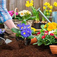 Blocs de terre de coco en granulés, respectueux de l'environnement, inodores, biodégradables, pour pépinière, jardin, semis, culture, fournitures de jardinage