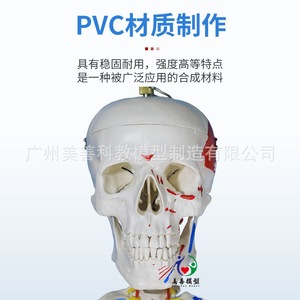 Modelo de esqueleto humano de cuerpo completo de 170 cm con estructura anatómica desmontable que incluye músculos, ligamentos, pelvis, yoga. - Product Image 1