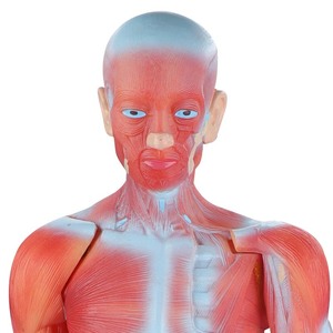 Modèle d'enseignement du <span class=keywords><strong>corps</strong></span> <span class=keywords><strong>humain</strong></span> complet Maihun, modèle d'anatomie <span class=keywords><strong>musculaire</strong></span> pour la dissection, 85 cm, en PVC - Product Image 3