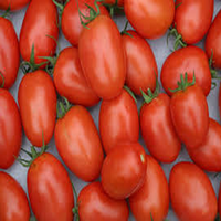 Premium F1 Hybride Rode Ovale Tomatenzaden 99,9% Zuiverheid 90% Kiembaarheid Moon Star BIGRO Hoge Opbrengst Ziektebestendig Commerciële Oogst