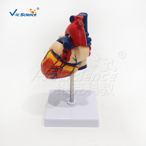 Modèle de cœur humain non marqué, d'apparence naturelle, fabriqué en PVC écologique, échelle 1:1, pour l'enseignement médical. - Product Image 3
