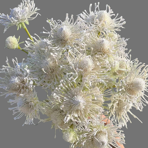 Fleur artificielle Leucospermum à 3 têtes, 68 cm <span class=keywords><strong>de</strong></span> long, tête <span class=keywords><strong>de</strong></span> 12 cm, toucher réel, pour décoration <span class=keywords><strong>de</strong></span> mariage, hôtel, maison et usage commercial (vente en gros) - Product Image 3