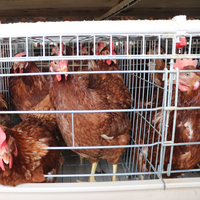 Cage de rehoussement galvanisée à chaud pour élevages de poules pondeuses de grande capacité, cages en acier pour animaux faciles à contrôler pour fermes, prix usine