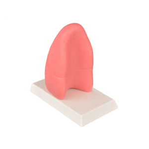 Modelo <span class=keywords><strong>de</strong></span> pulmón <span class=keywords><strong>de</strong></span> <span class=keywords><strong>fumador</strong></span> grande en silicona (23x12x9cm 1,7625 kg) Vs Modelo <span class=keywords><strong>de</strong></span> pulmón normal en silicona-Anatomía duradera y realista - Product Image 3