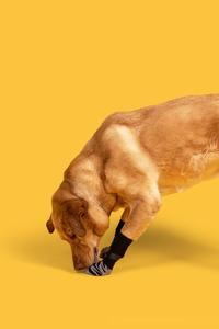 Calzini antiscivolo per animali domestici gatti e cani zampe protettive per interni silenziose scarpe regolabili possono essere personalizzate logo di imballaggio - Product Image 6