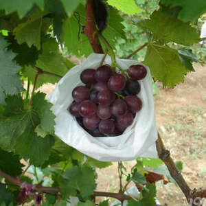 農業用PPスパンボンド不織布カバーフロスト布 - Product Image 5