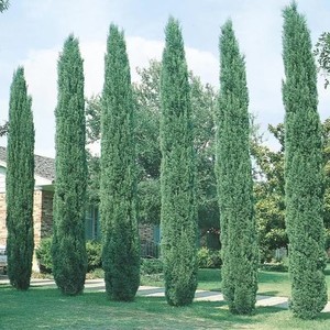 Árbol Artificial Cónico de Ciprés y <span class=keywords><strong>Pino</strong></span> para Decoración de Paisajes, Bodas, Hoteles y Pascua, Ecológico, de Plástico Verde - Product Image 1
